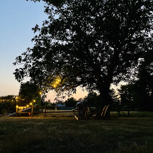 Le grand noyer au crépuscule, ses guirlandes lumineuses allumées au-dessus des tables